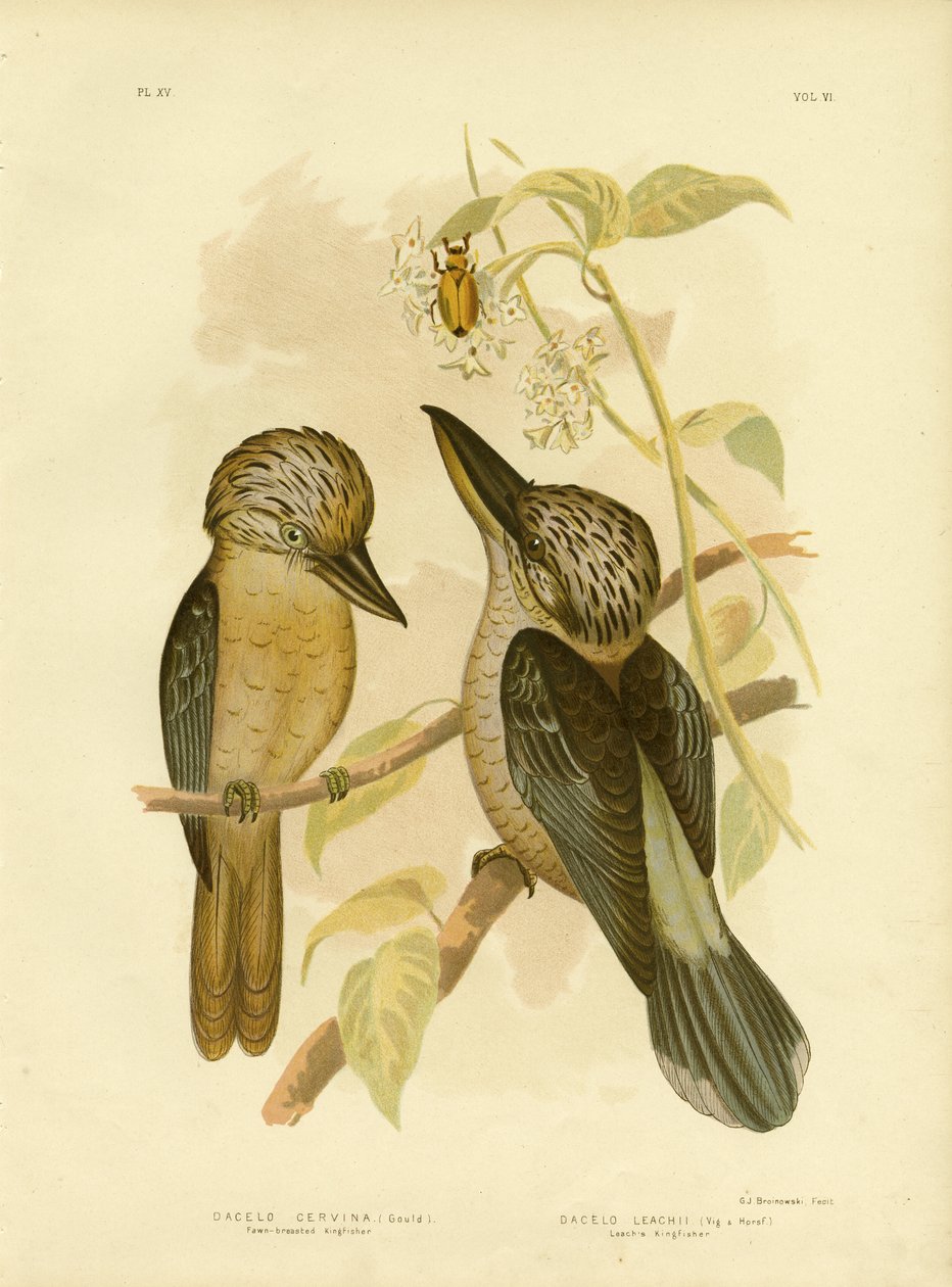 Fawn-Breasted Kingfisher, 1891 av Gracius Broinowski