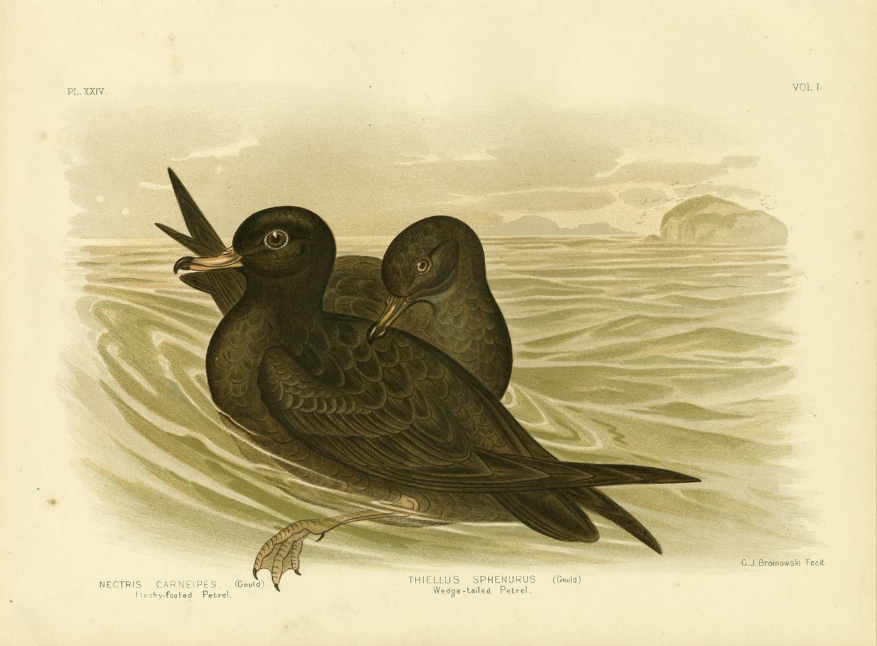 Kjøttfotpetrel, 1891 av Gracius Broinowski