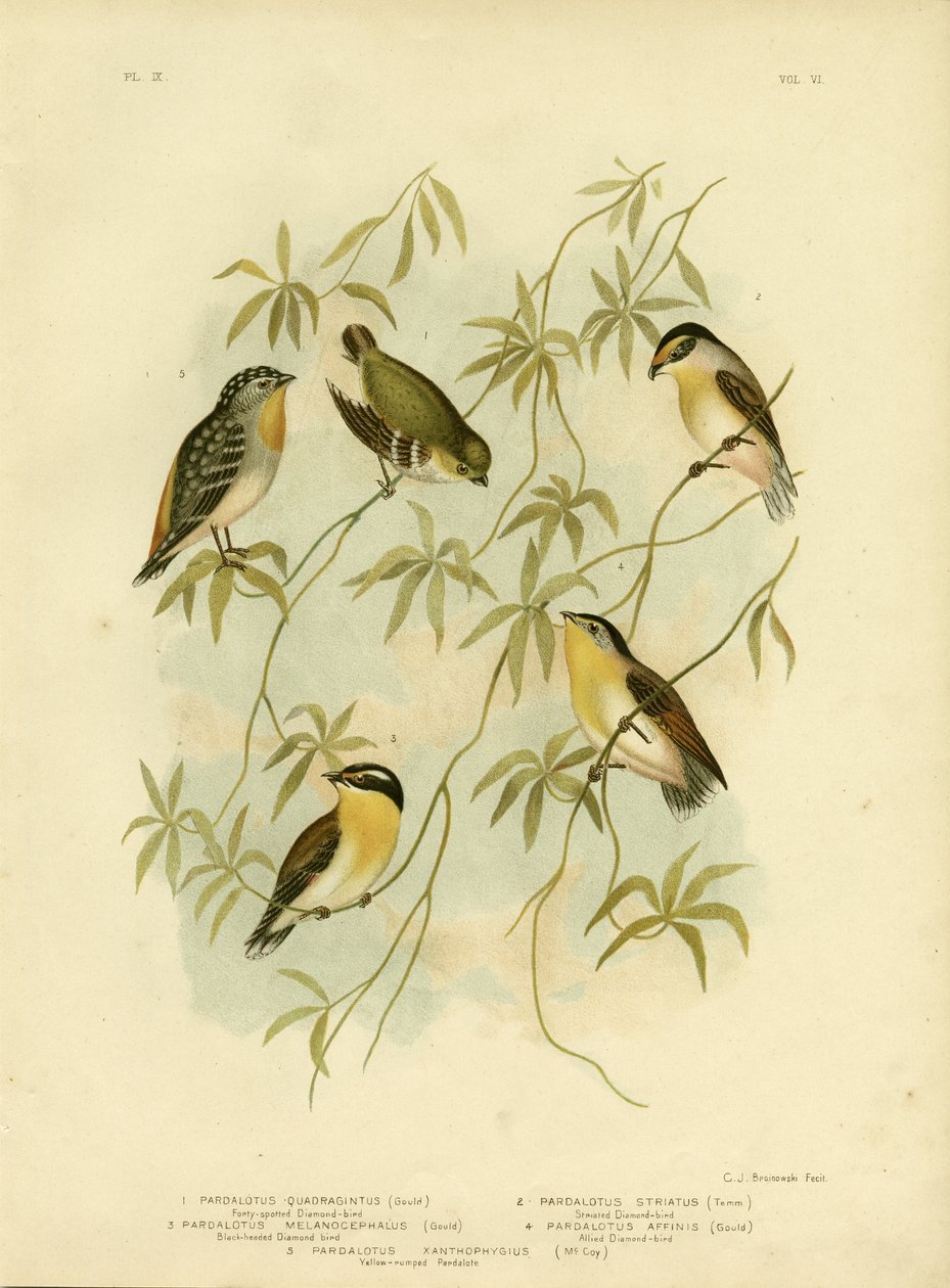 Førti-spotted Diamondbird eller førti-spotted pardalote, 1891 av Gracius Broinowski