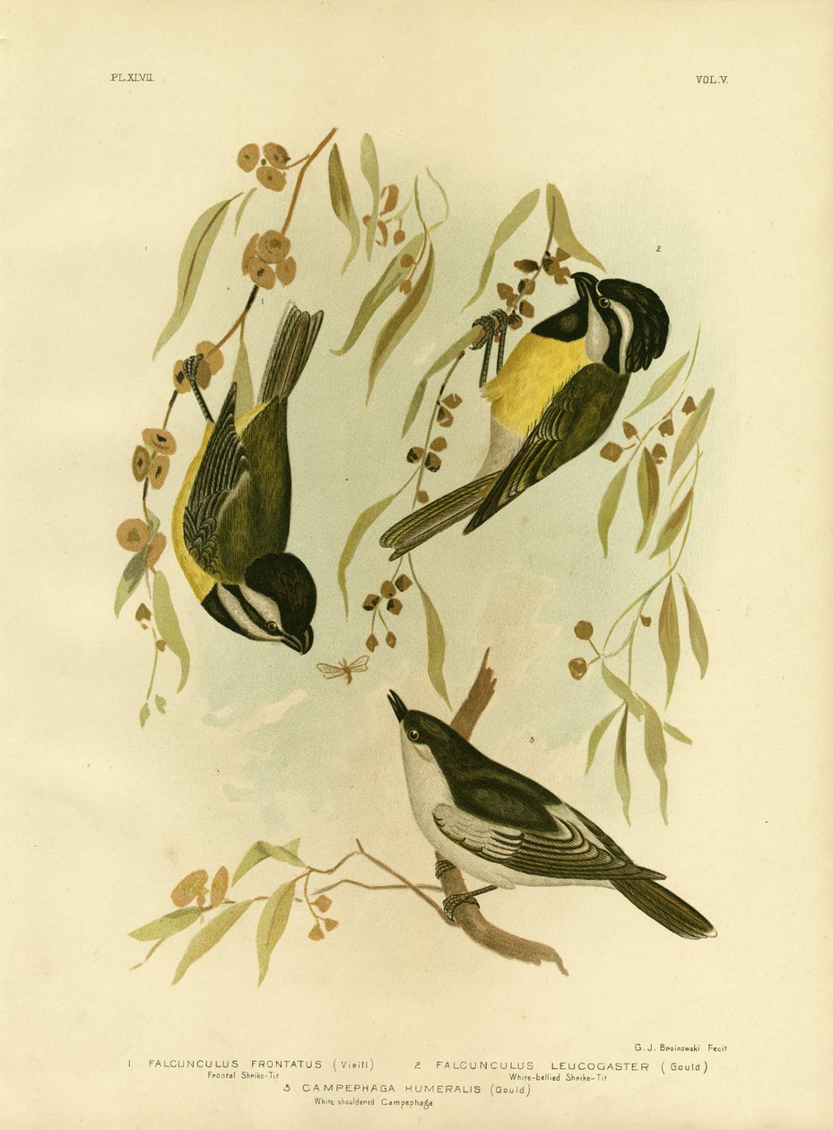 Frontal tobbemeis eller toppet tobbemeis, 1891 av Gracius Broinowski