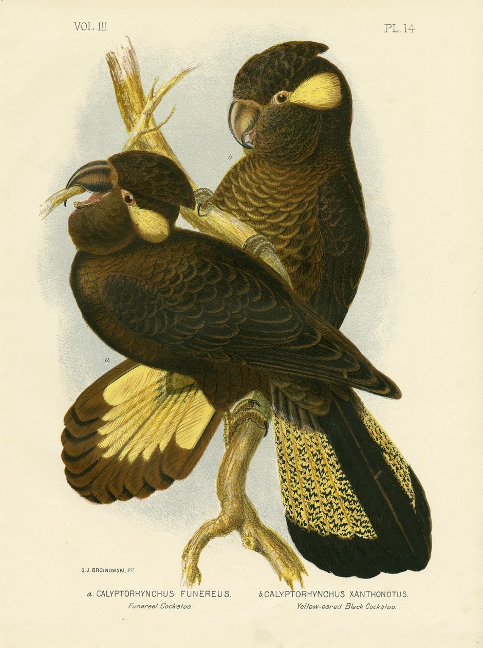 Begravelse kakadu, 1891 av Gracius Broinowski