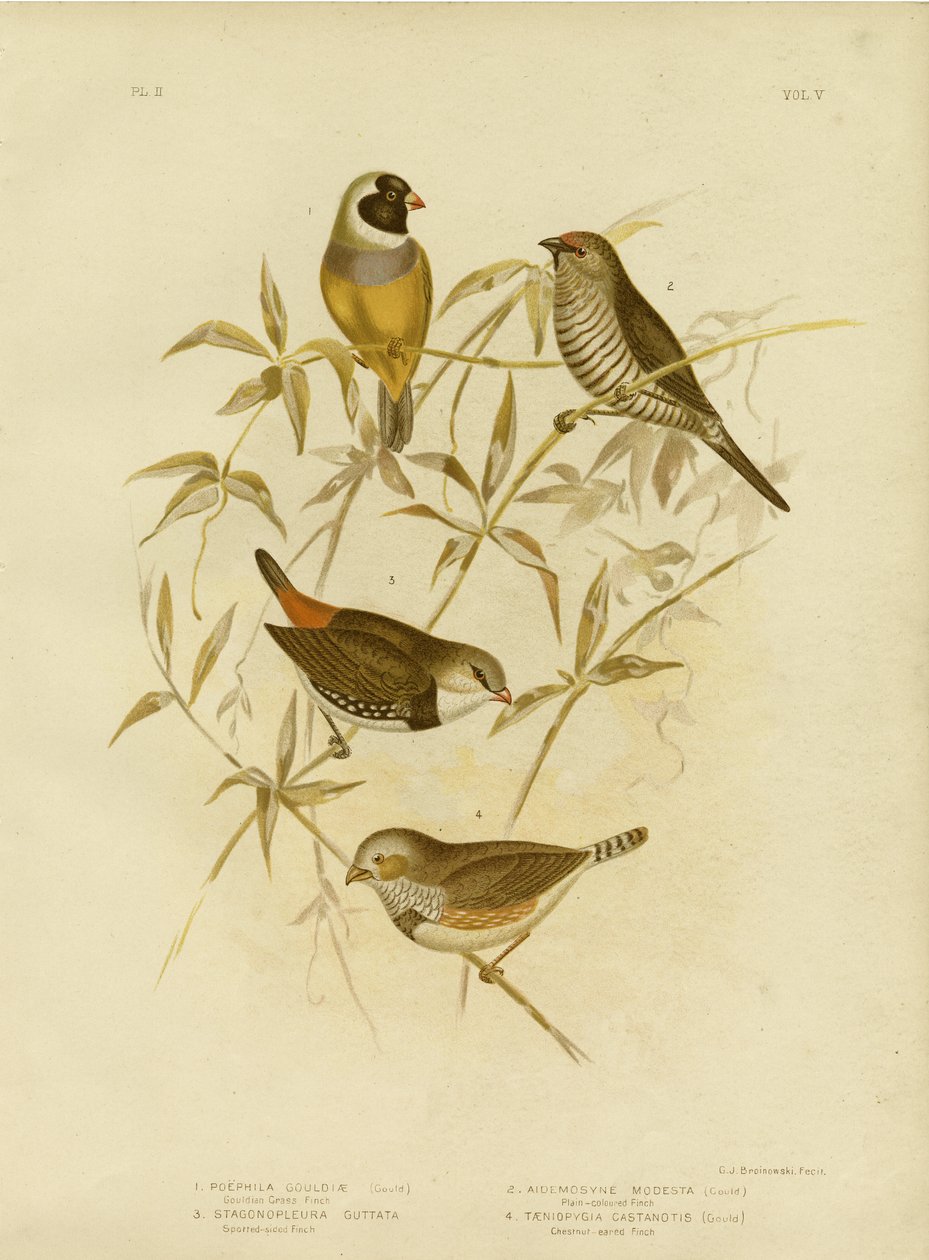 Gullgressfink, 1891 av Gracius Broinowski
