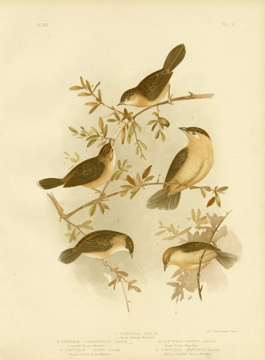 Gullhodet Cisticola eller Gullhodet Cisticola, 1891 av Gracius Broinowski