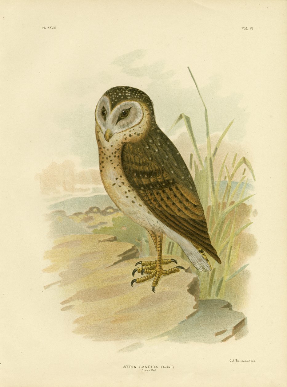 Gresugle, 1891 av Gracius Broinowski