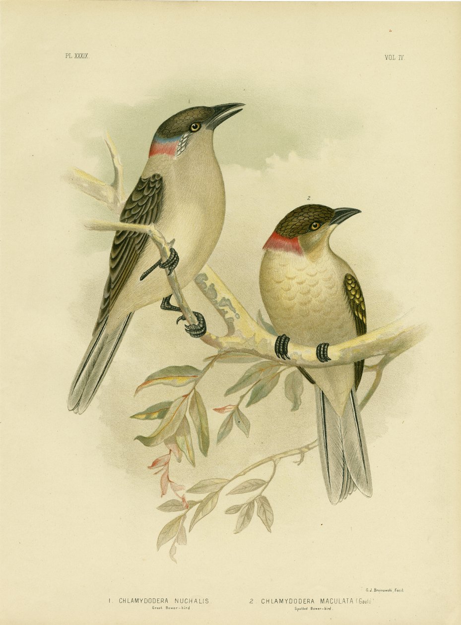 Great Bowerbird, 1891 av Gracius Broinowski