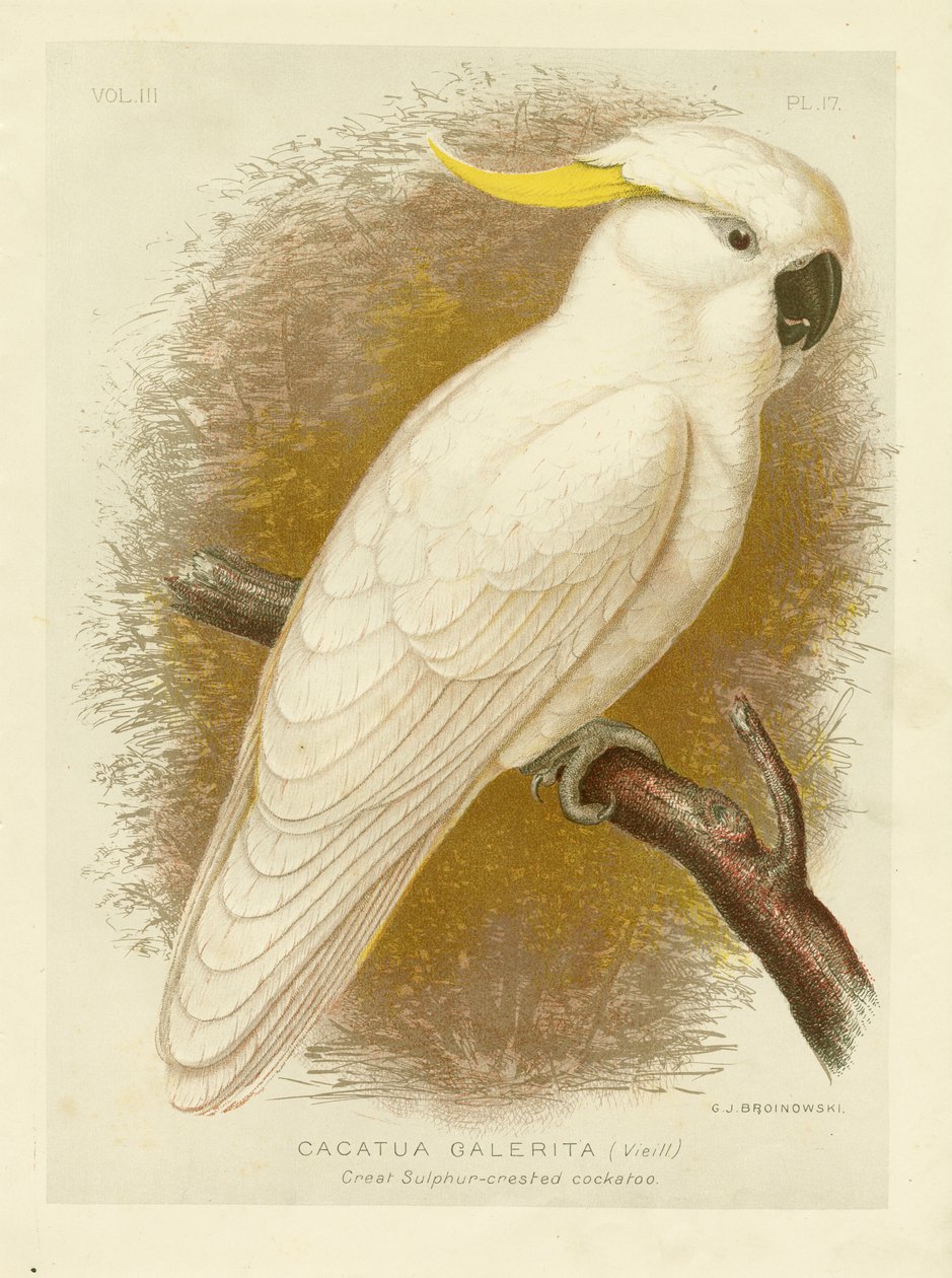 Stor svovelkakadue, 1891 av Gracius Broinowski