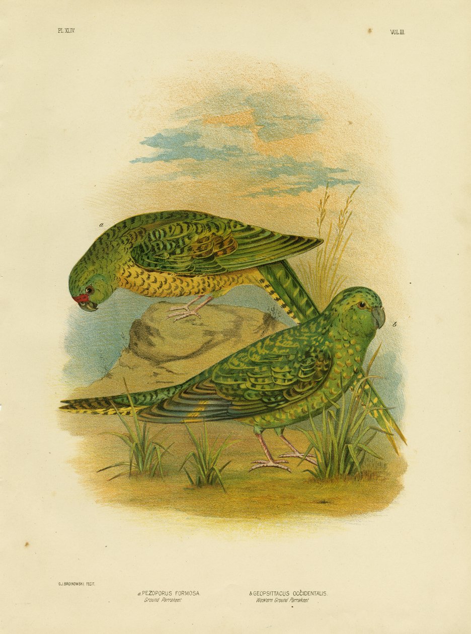 Ground Parakeet, 1891 av Gracius Broinowski