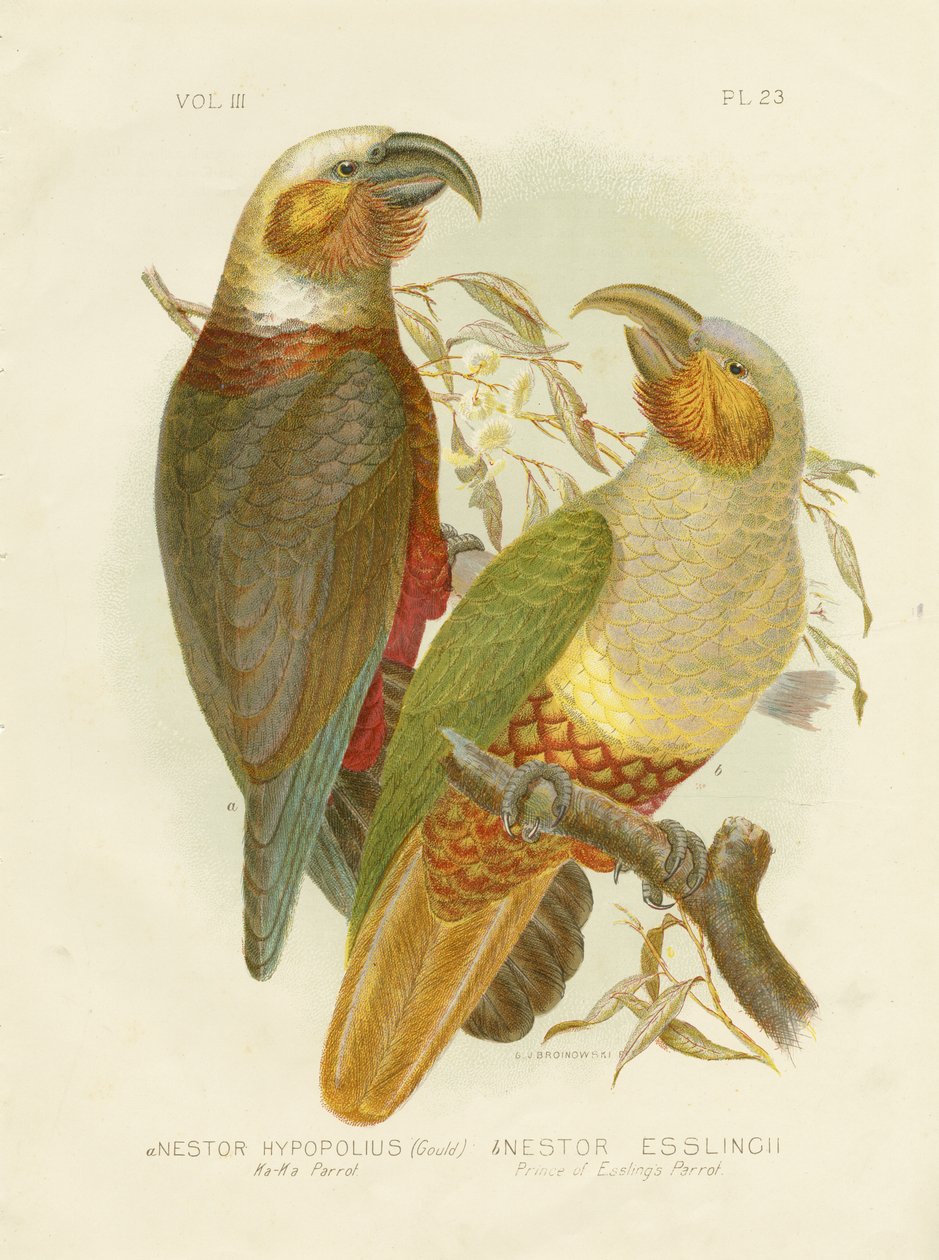 Kaka papegøye, 1891 av Gracius Broinowski