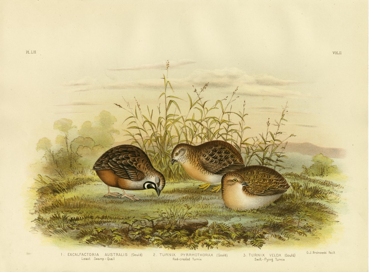 Minste sumpvaktel, 1891 av Gracius Broinowski