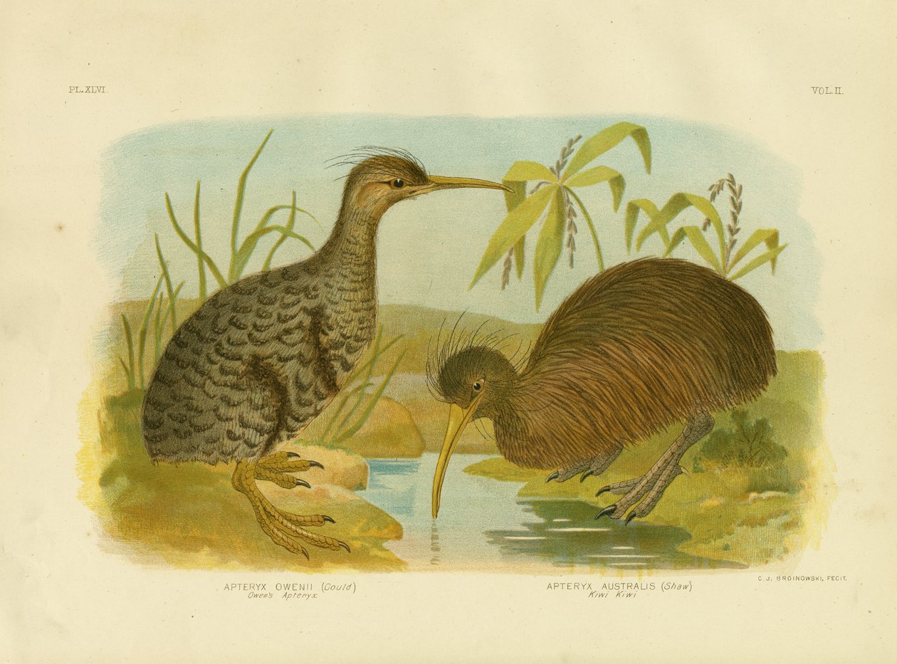Liten flekket kiwi, 1891 av Gracius Broinowski