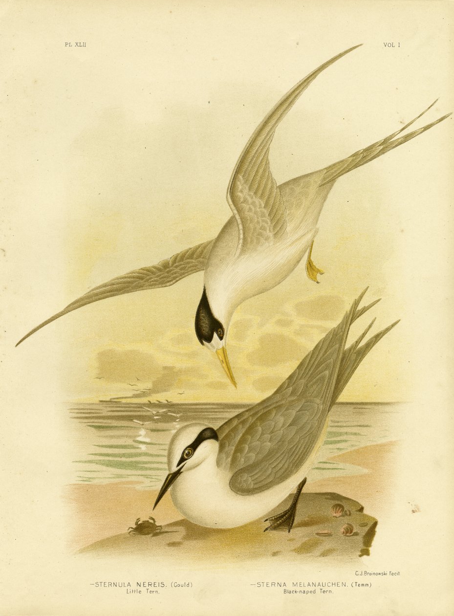 Lille tern, 1891 av Gracius Broinowski