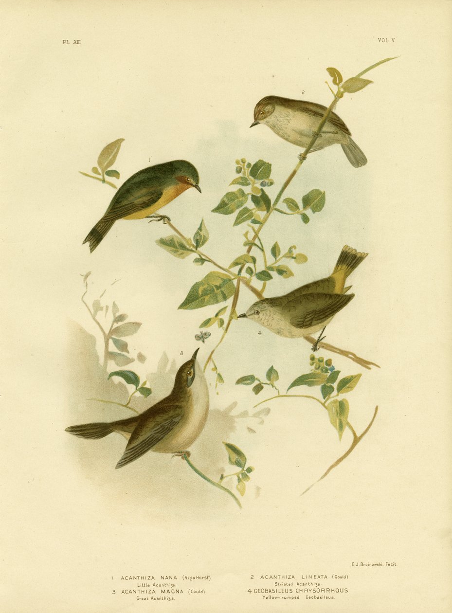 Lille tornek eller gul tornek, 1891 av Gracius Broinowski