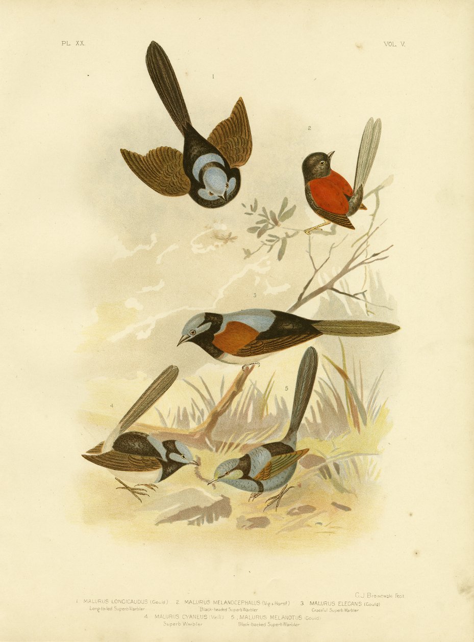 Langhalet Wren, 1891 av Gracius Broinowski