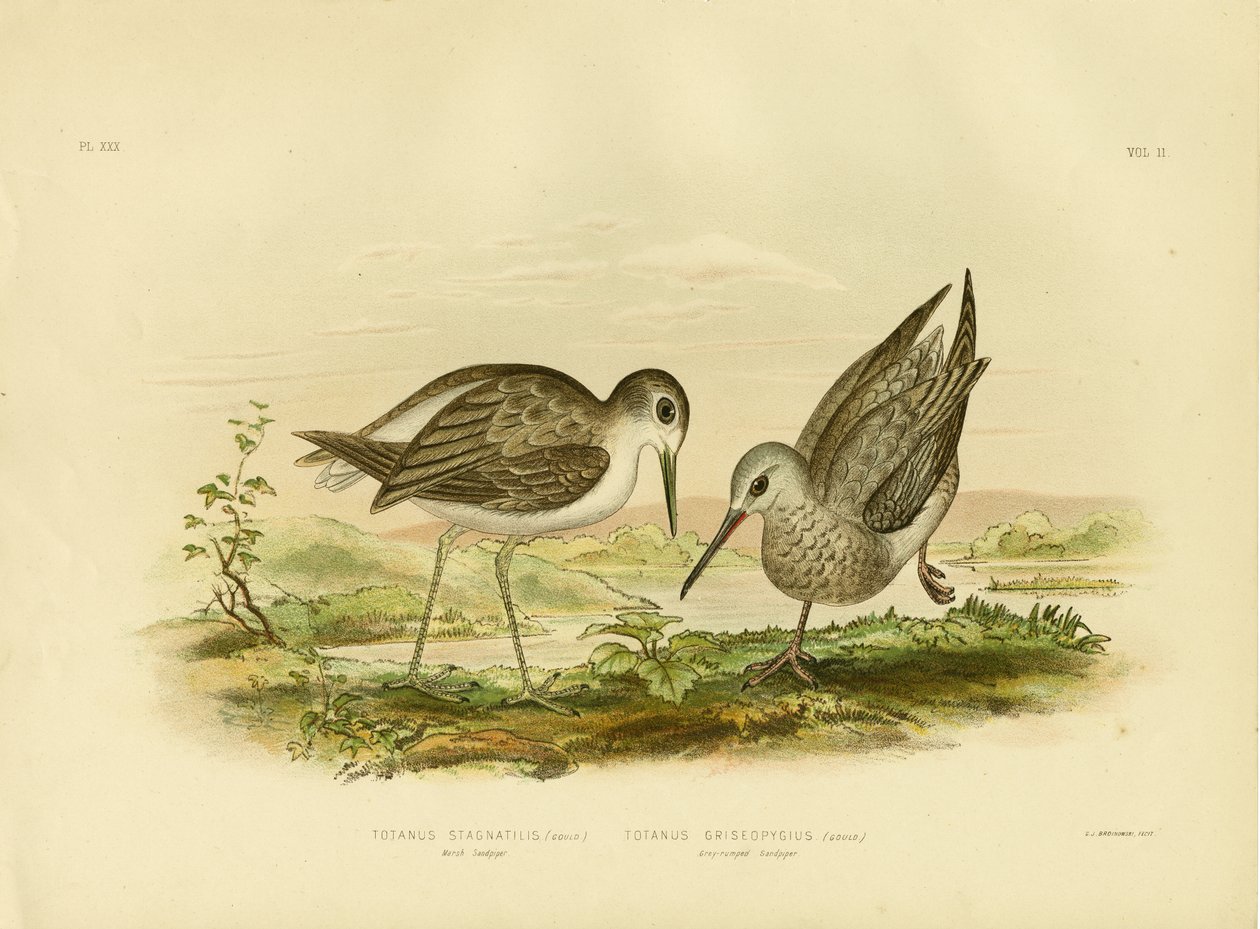 Marsh Sandpiper, 1891 av Gracius Broinowski