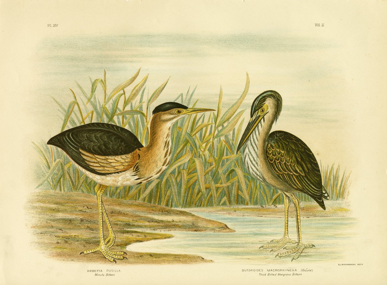 Minute Bittern, 1891 av Gracius Broinowski