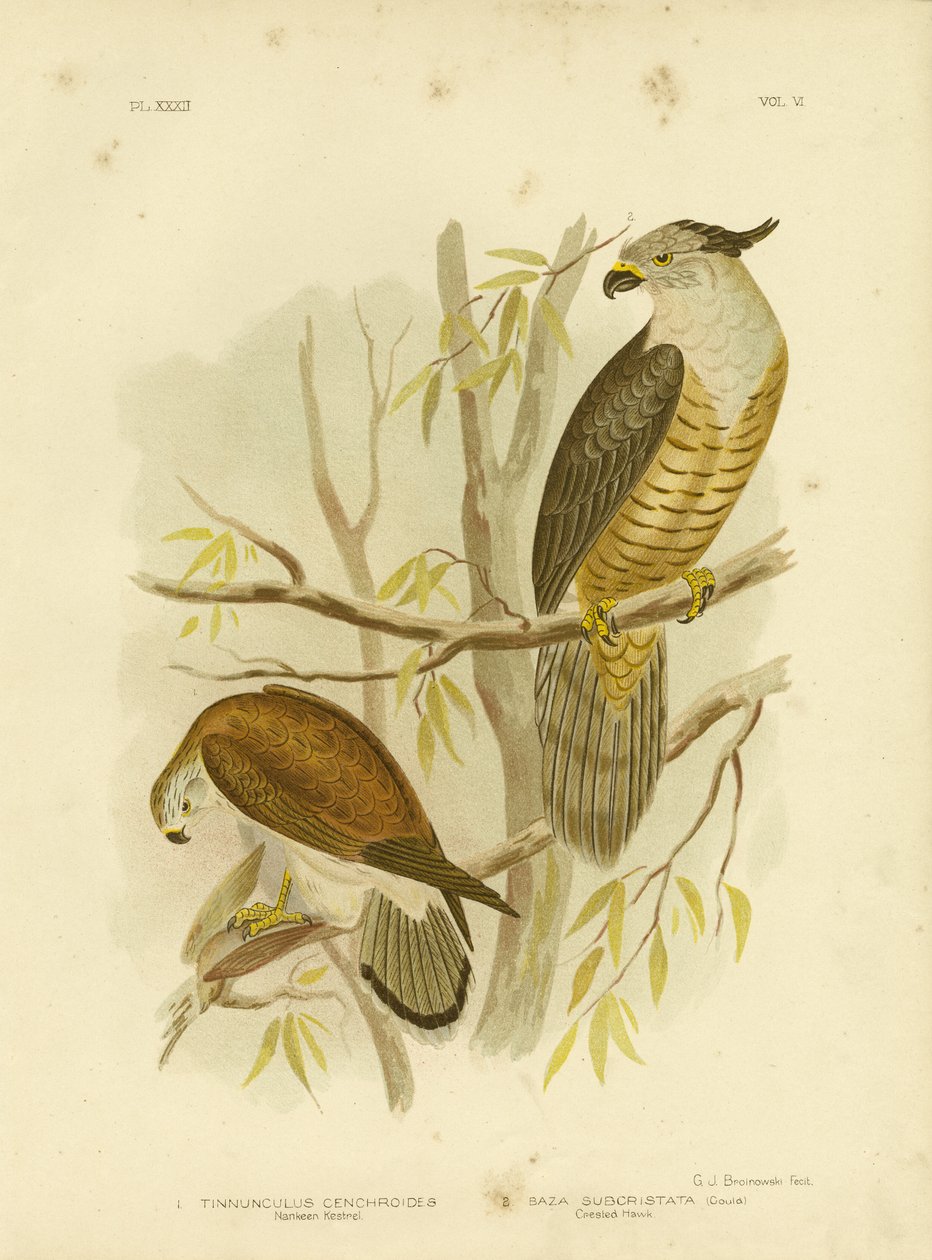 Nankeen Kestrel eller australsk Kestrel, 1891 av Gracius Broinowski