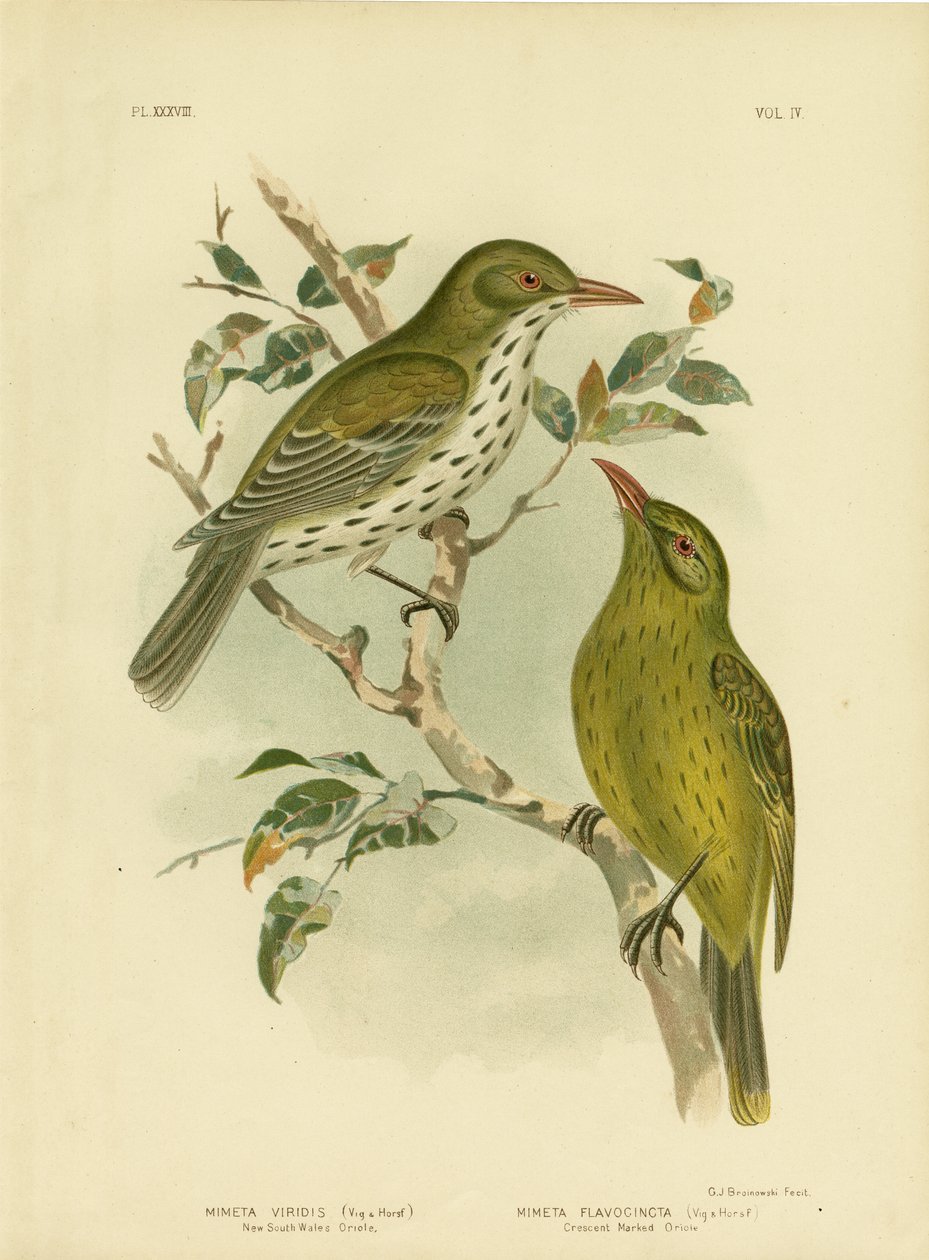 New South Wales Oriole eller Green Oropendola, 1891 av Gracius Broinowski