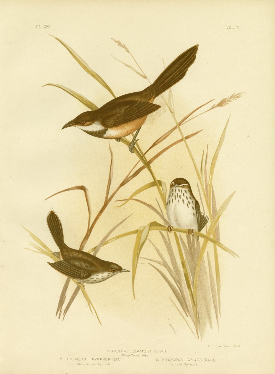 Noisy Scrub Bird, 1891 av Gracius Broinowski