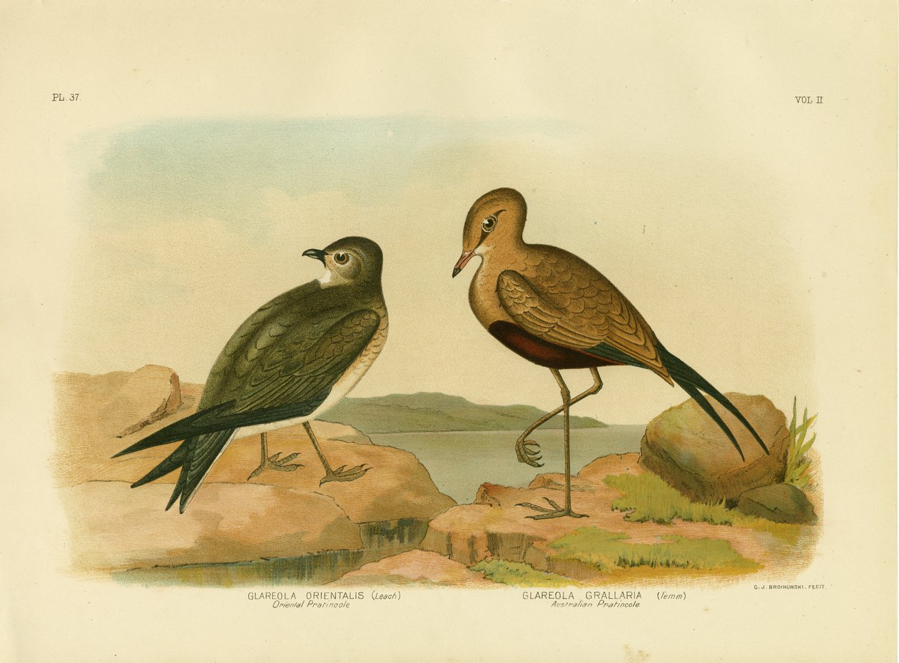 Orientalsk Pratincole eller liten Pratincole, 1891 av Gracius Broinowski