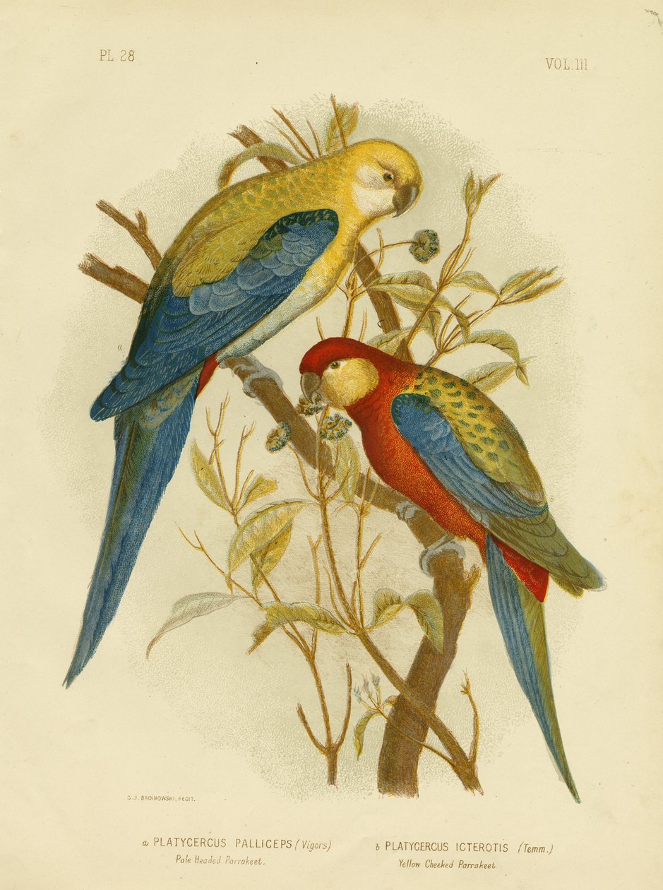 Blekhodet parakitt eller blekhodet Rosella, 1891 av Gracius Broinowski