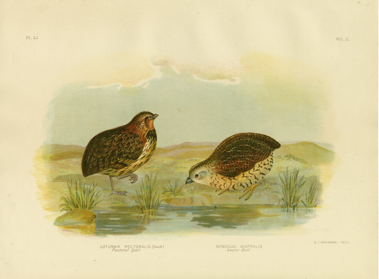 Pectoral Quail, 1891 av Gracius Broinowski