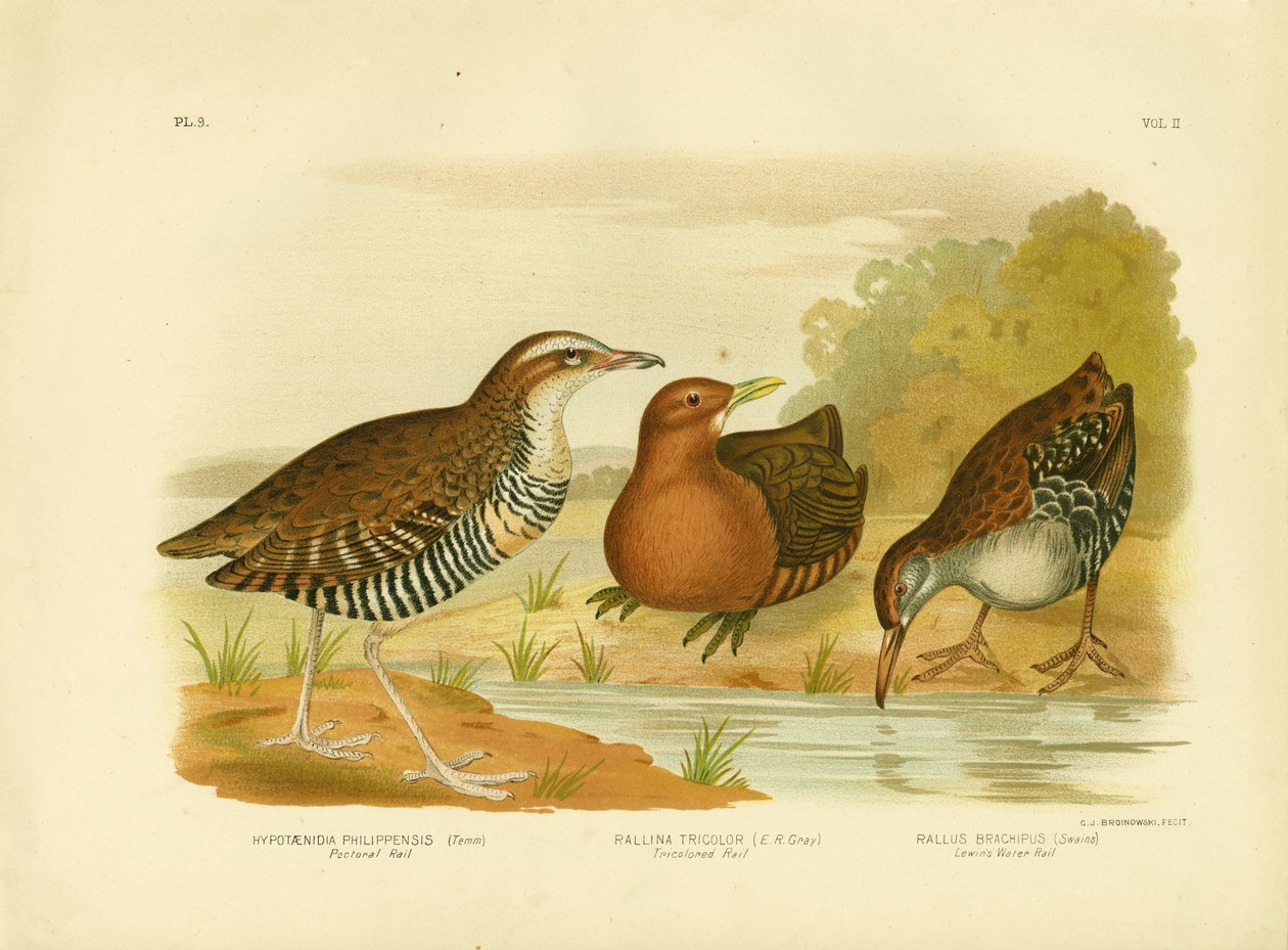 Pectoral Rail, 1891 av Gracius Broinowski