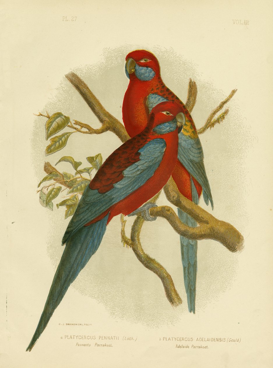Pennants Parakeet Or Crimson Rosella, 1891 av Gracius Broinowski
