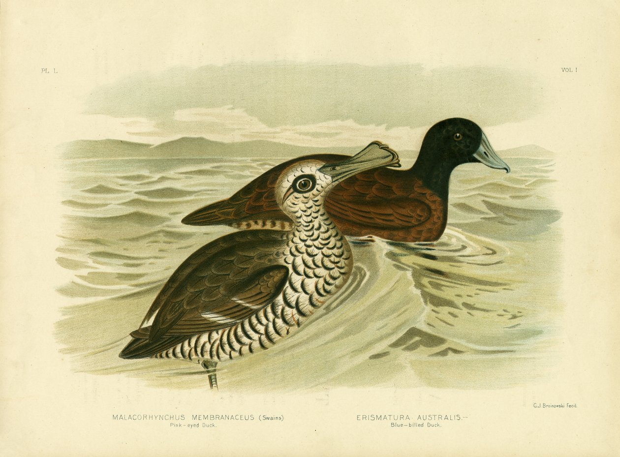 Pink-eyed Duck, 1891 av Gracius Broinowski