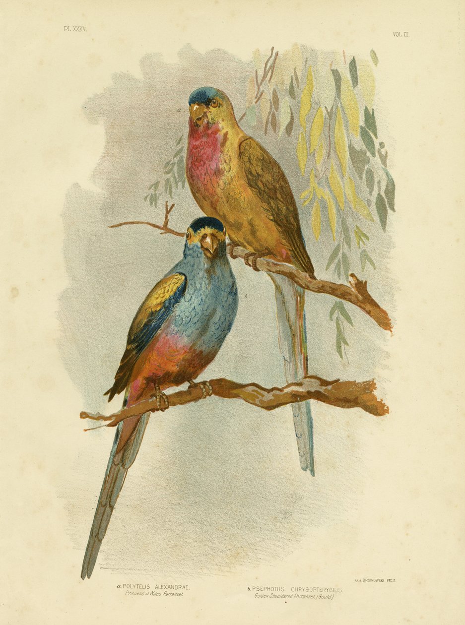 Princess Of Wales Parakeet Eller Princess Parrot, 1891 av Gracius Broinowski