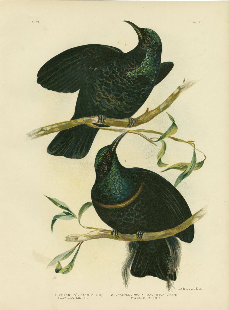 Dronning Victorias riflefugl, 1891 av Gracius Broinowski