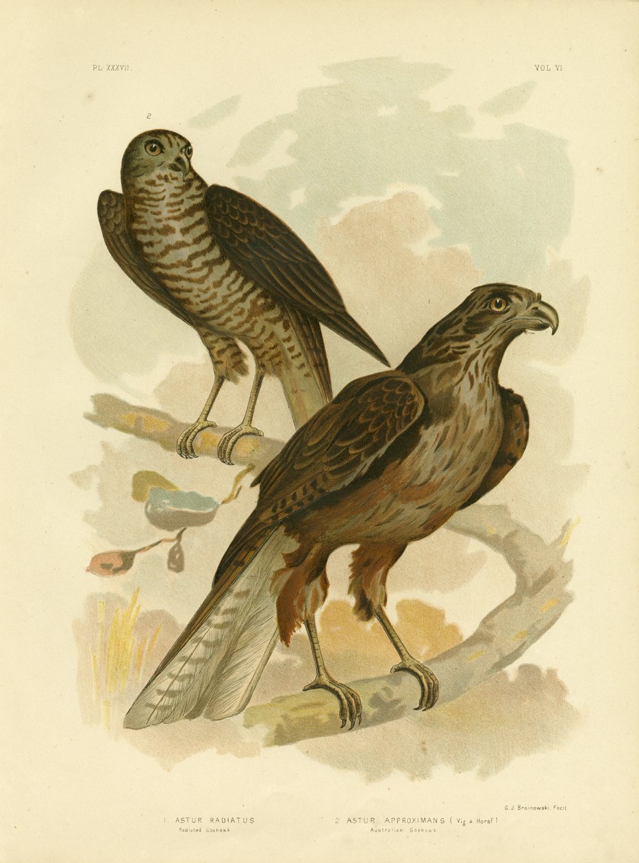 Radiated Goshawk, 1891 av Gracius Broinowski