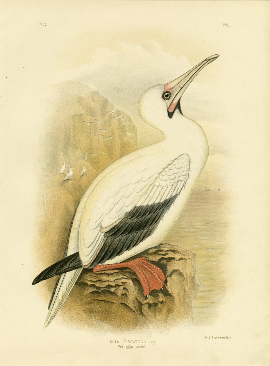 Rødbenet sule, 1891 av Gracius Broinowski