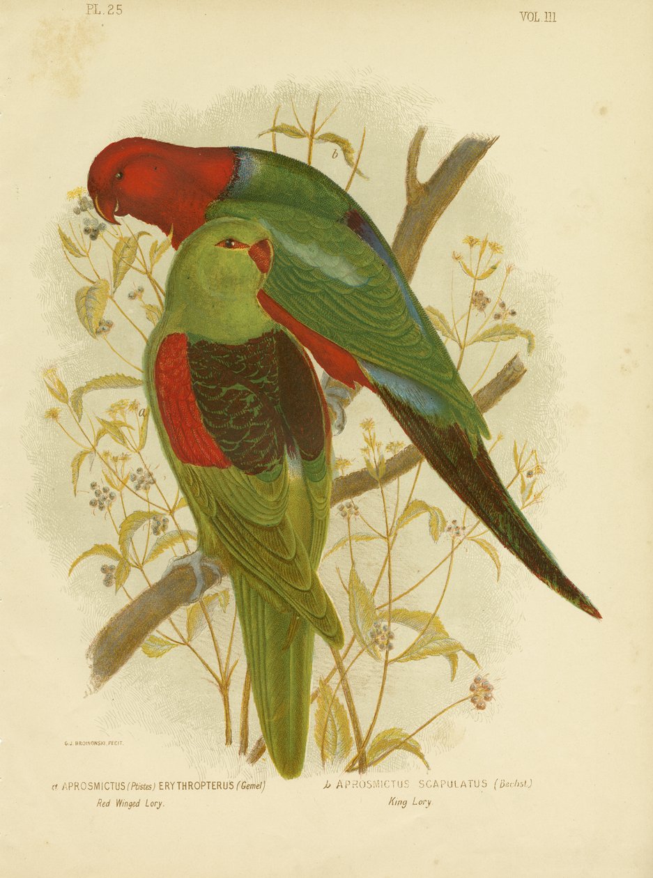 Rødvinget Lori eller rødvinget papegøye, 1891 av Gracius Broinowski
