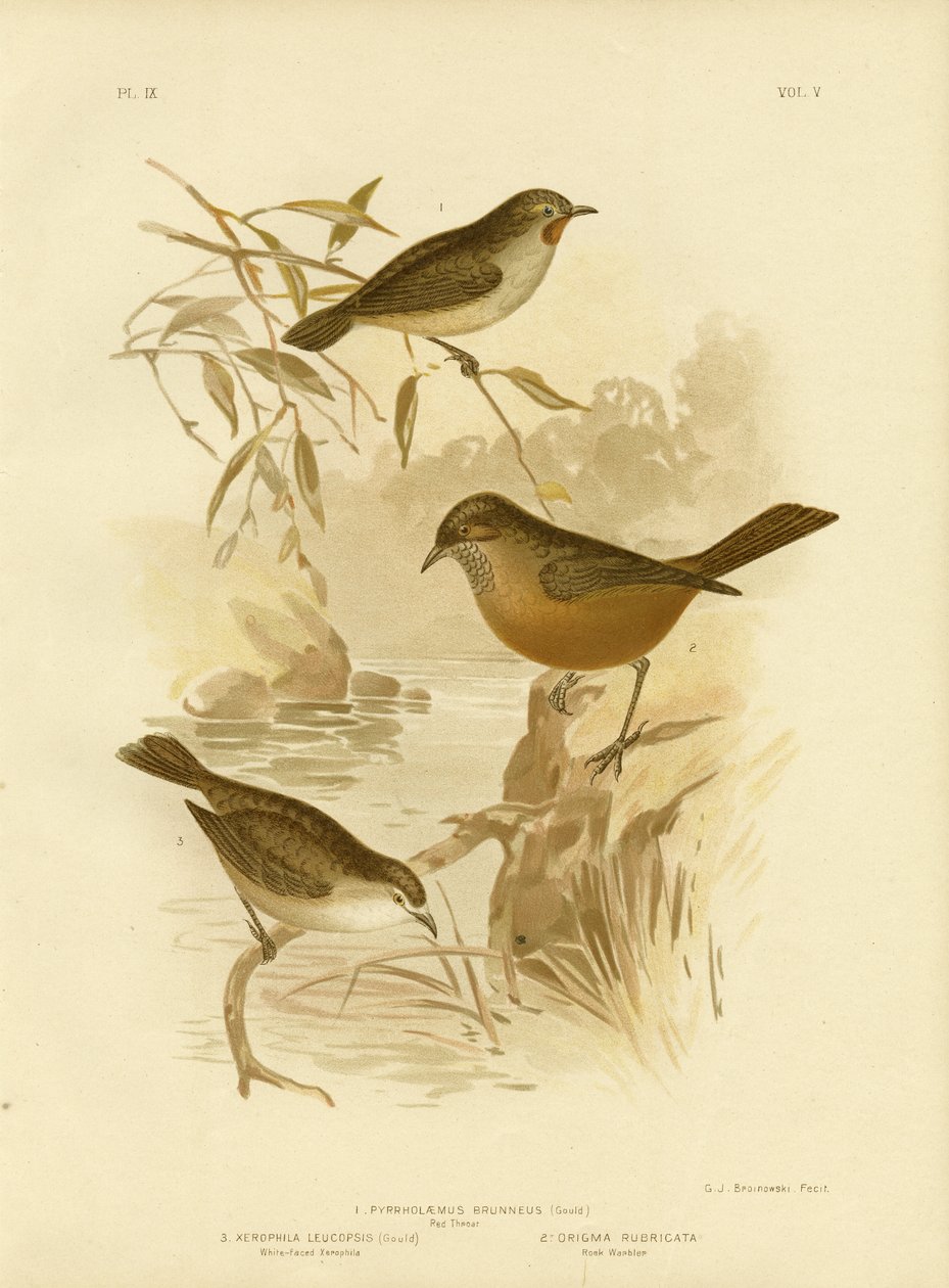 Rødstrupe, 1891 av Gracius Broinowski