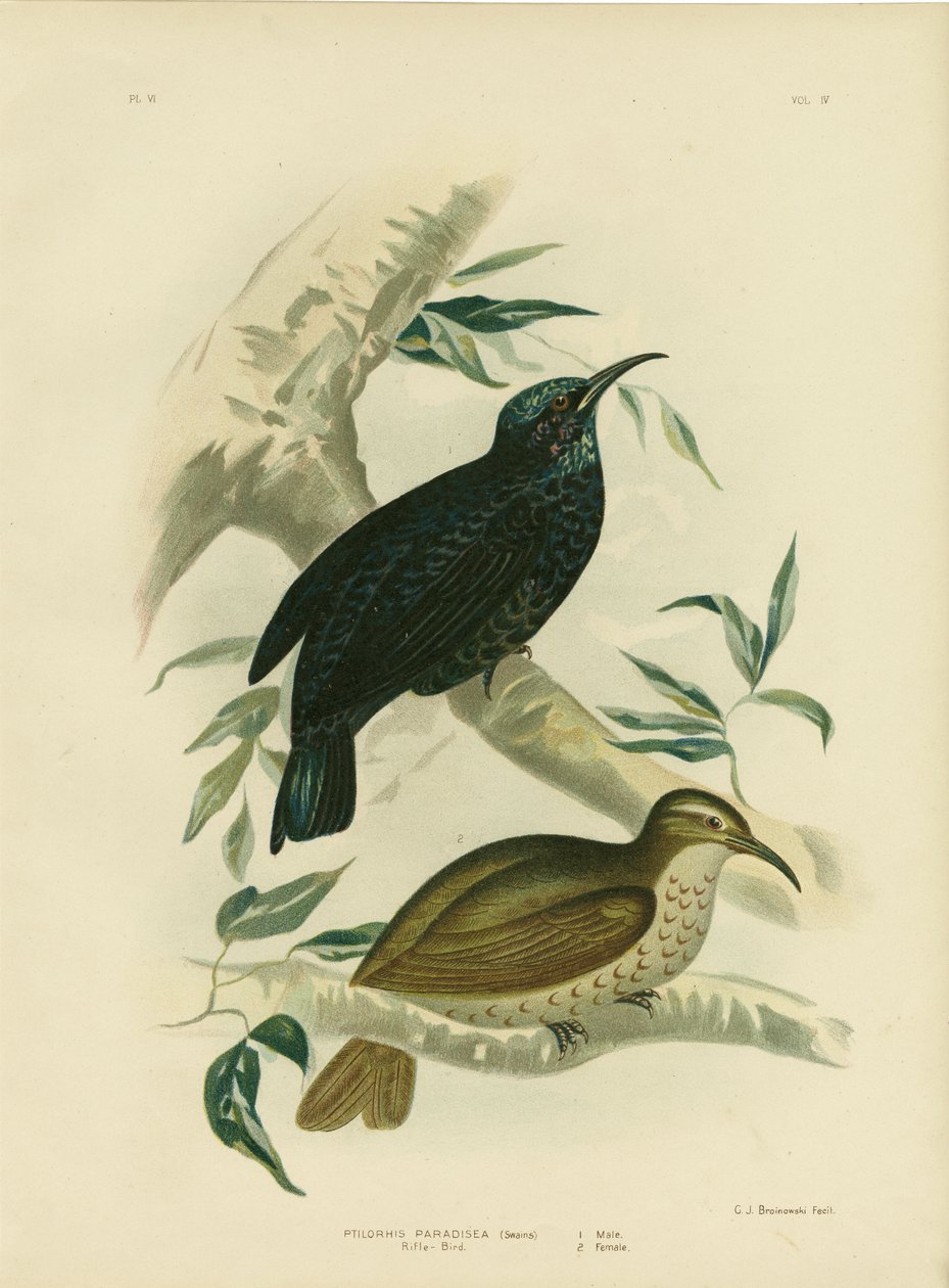 Rifle-Bird, 1891 av Gracius Broinowski