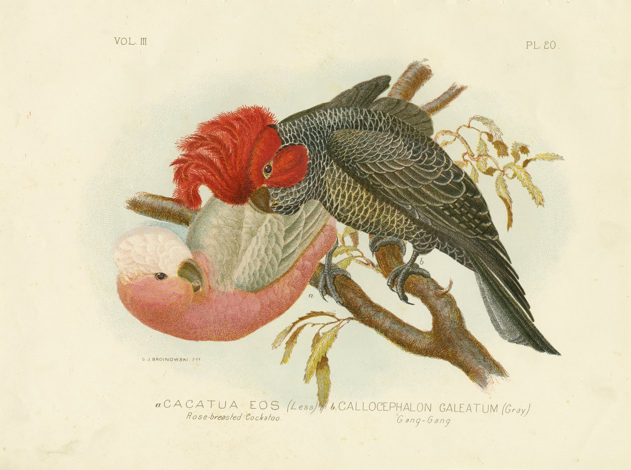 Rosebrystet kakadu, 1891 av Gracius Broinowski