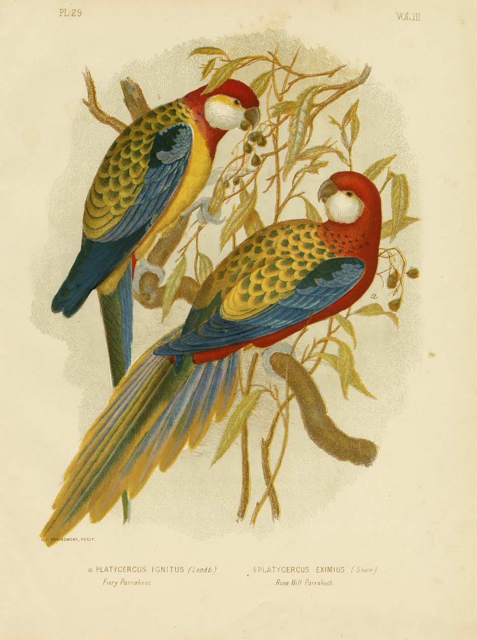 Rosella Parakeet eller Eastern Rosella, 1891 av Gracius Broinowski