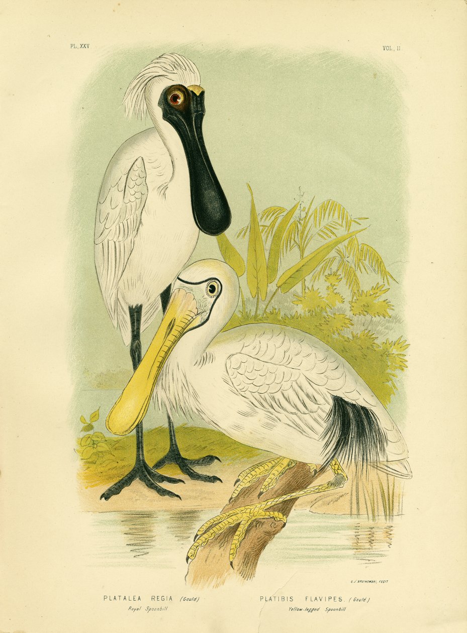 Kongelig skestork, 1891 av Gracius Broinowski