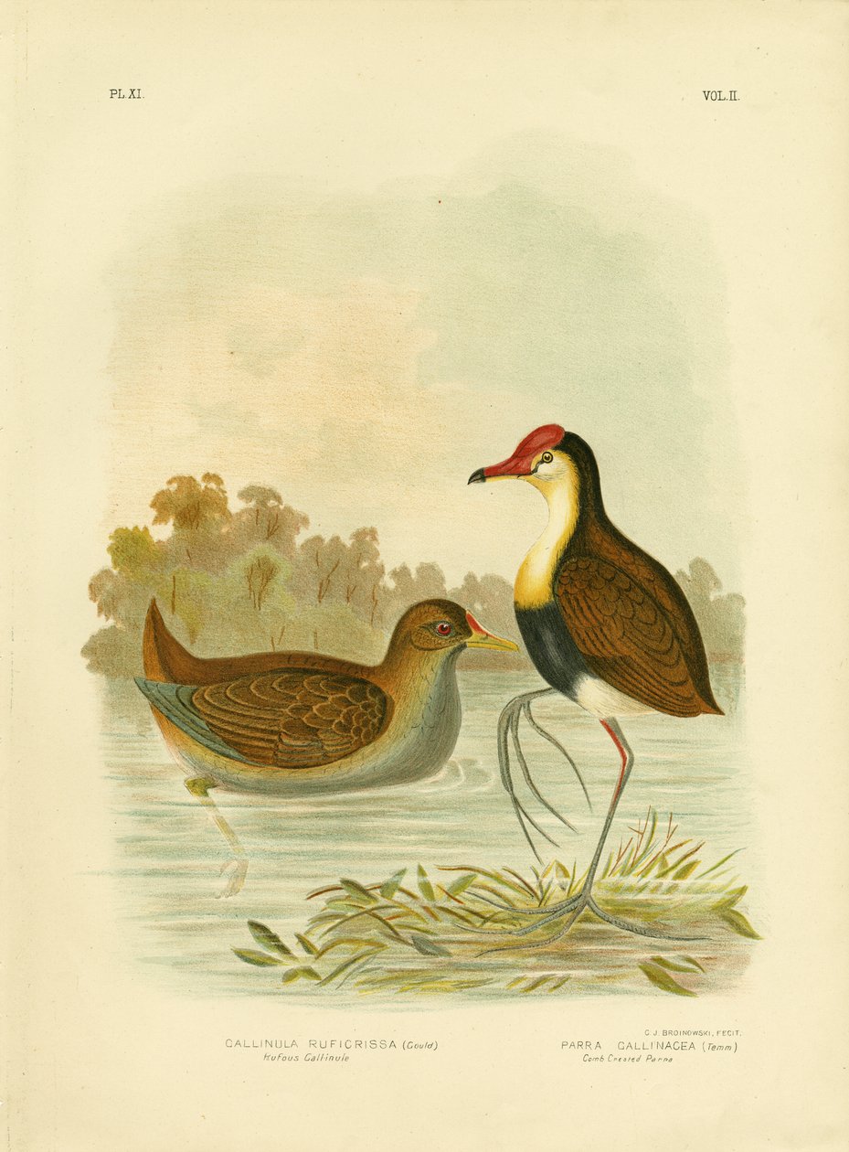 Rufous Gallinule eller Rufous-tailed Waterhen, 1891 av Gracius Broinowski