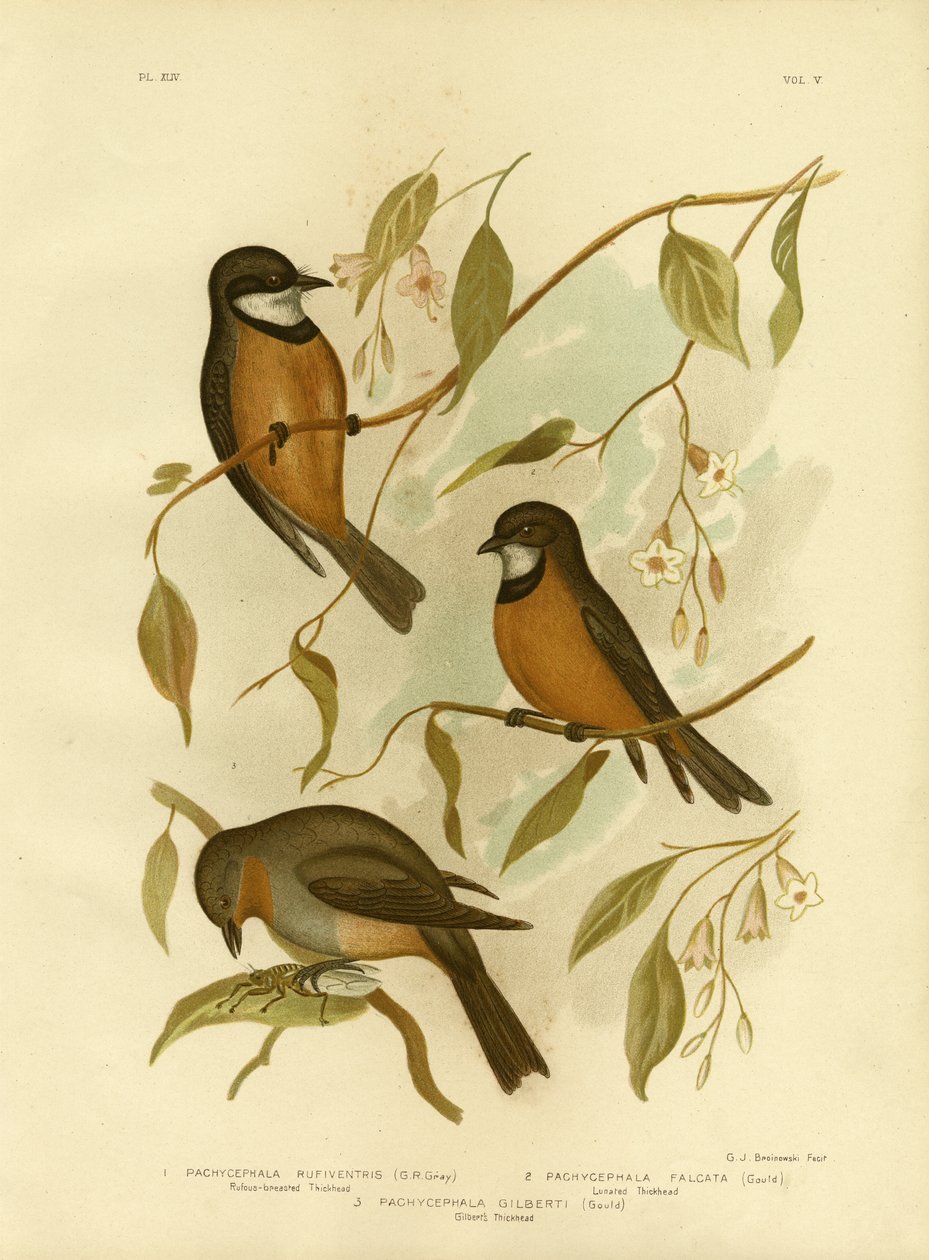 Rufous Whistler, 1891 av Gracius Broinowski