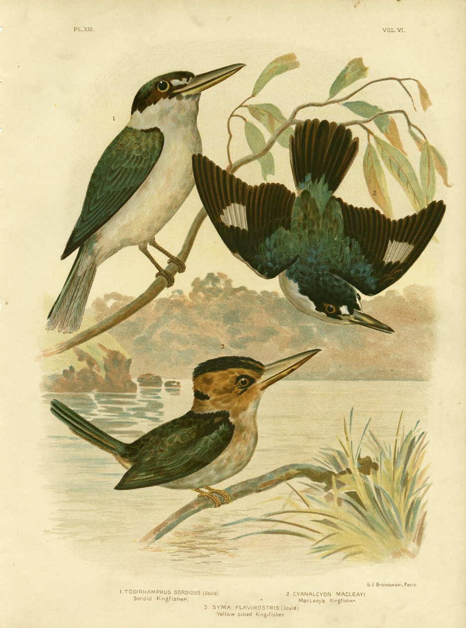 Sardid Kingfisher, 1891 av Gracius Broinowski