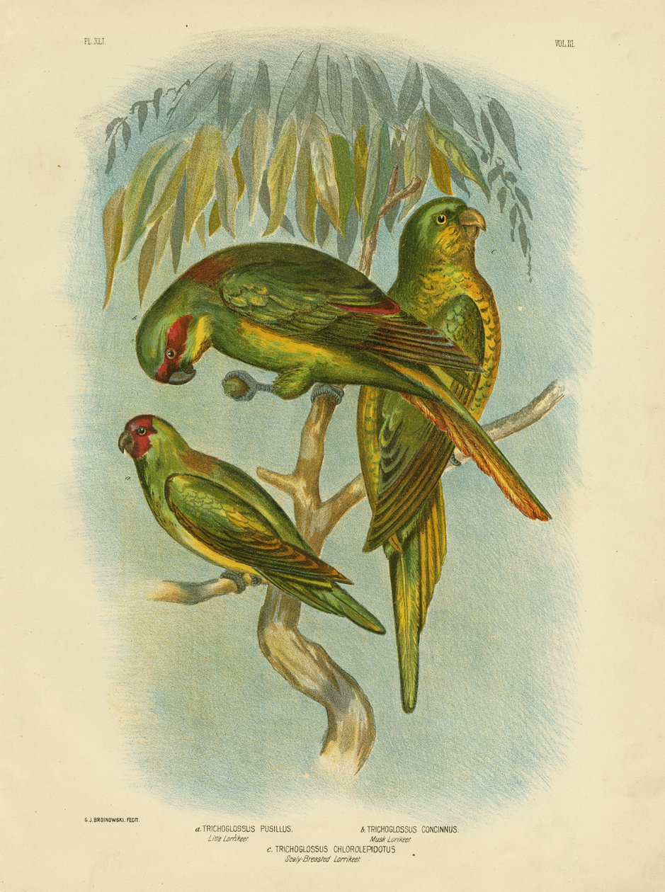 Skjellende Lorikeet, 1891 av Gracius Broinowski