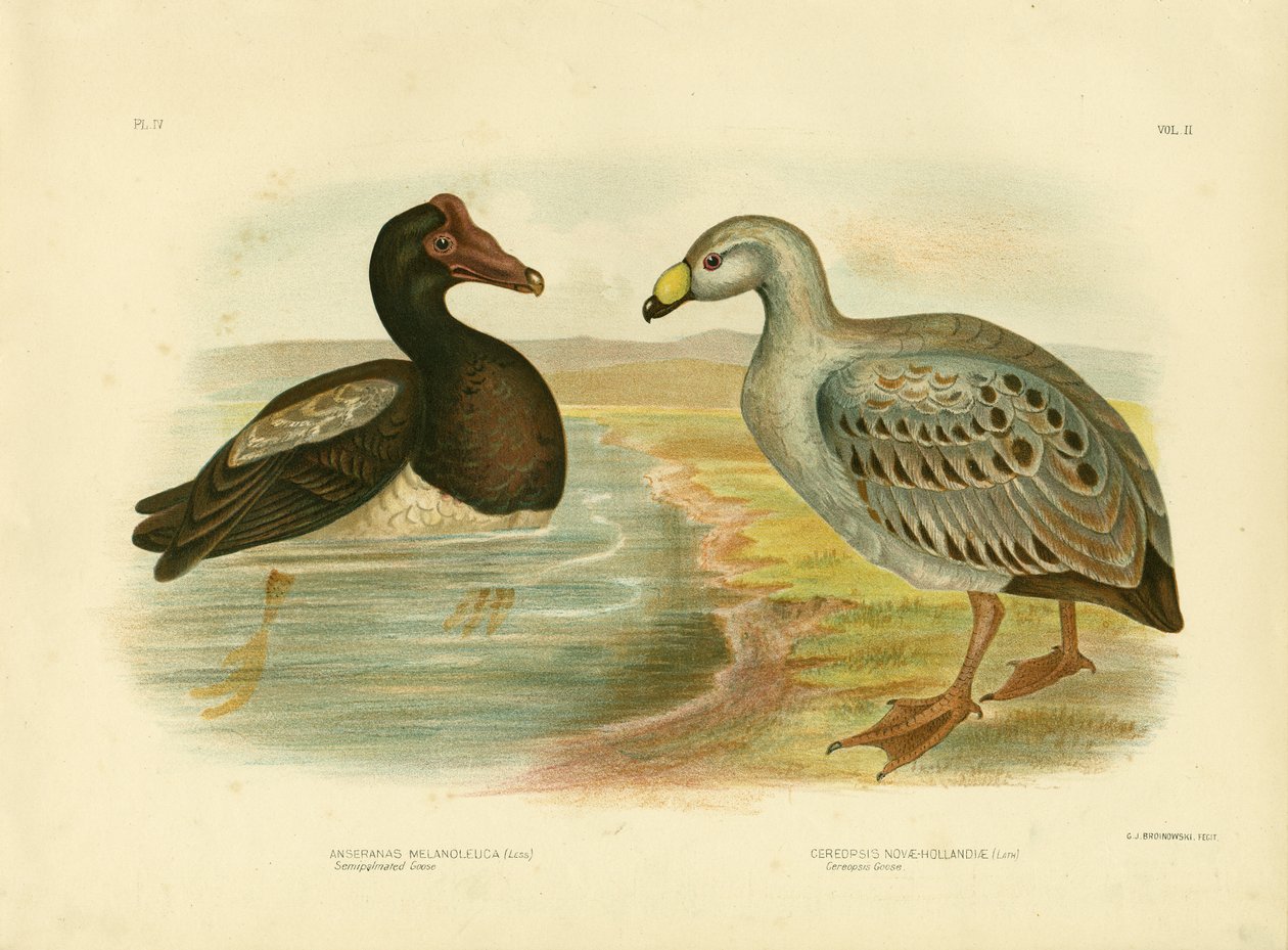 Semipalmatisert gås eller skjæregås, 1891 av Gracius Broinowski