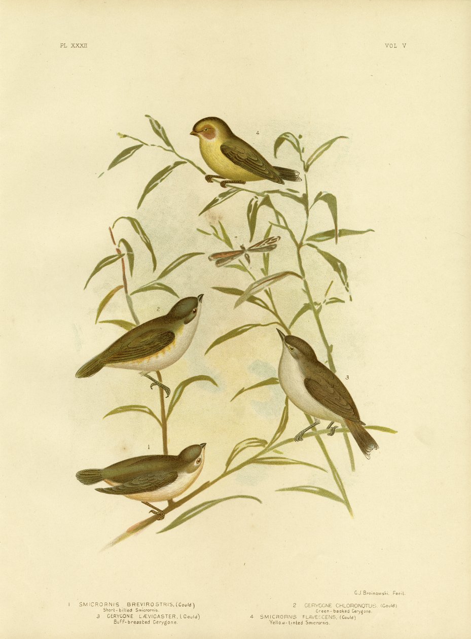 Short-Billed Smicrornis Or Weebill, 1891 av Gracius Broinowski