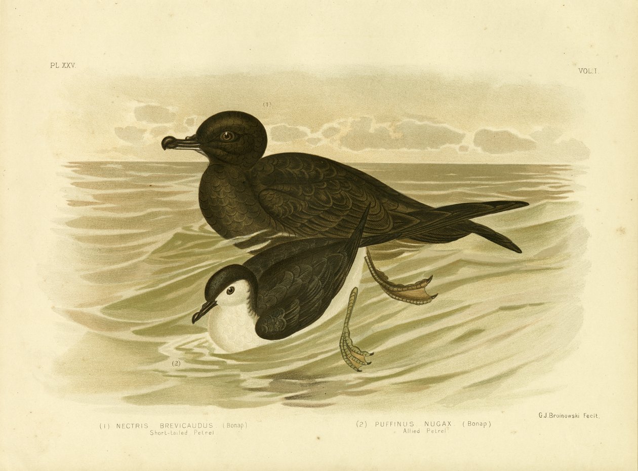 Korthalepetrel, 1891 av Gracius Broinowski