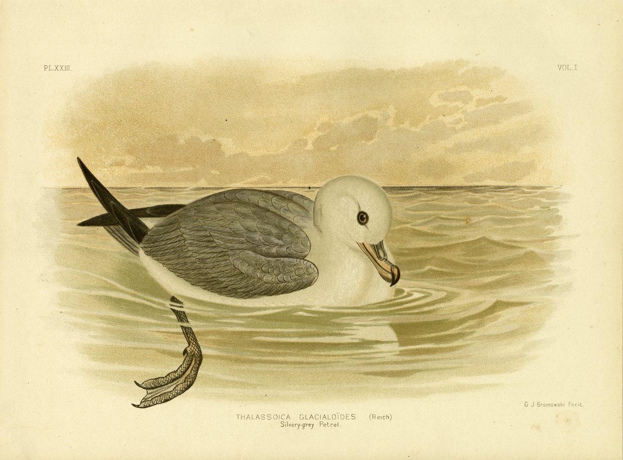 Sølvgrå petrel, 1891 av Gracius Broinowski