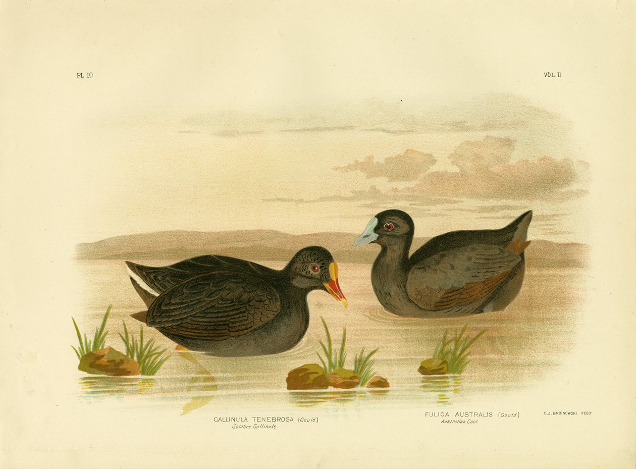 Sombre Gallinule eller Dusky Moorhen, 1891 av Gracius Broinowski