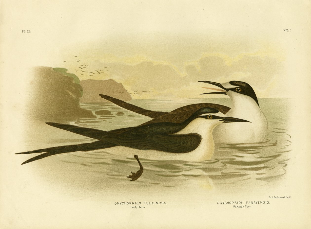 Sooty Tern, 1891 av Gracius Broinowski