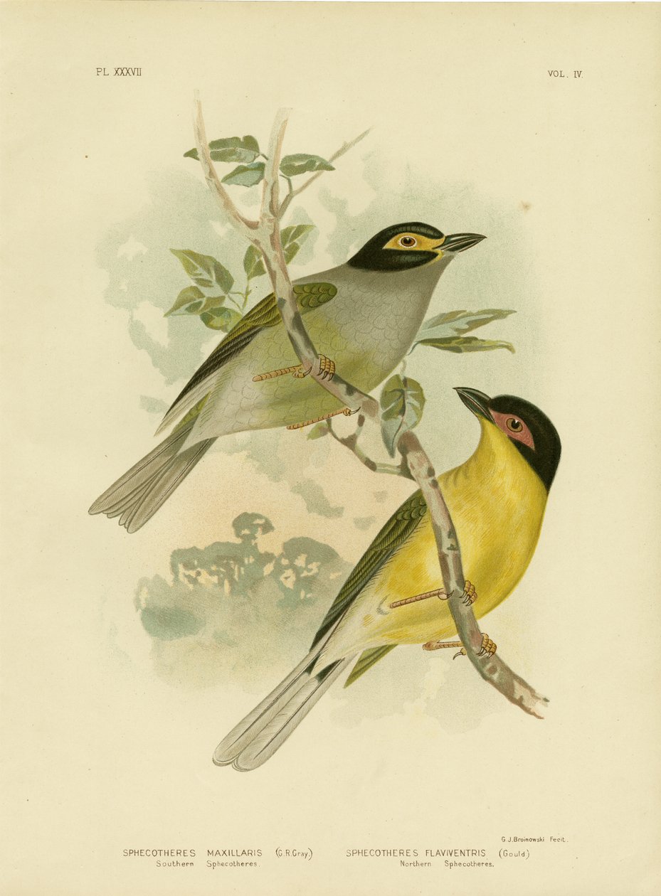 Southern Sphecotheres eller Australasian Figbird, 1891 av Gracius Broinowski