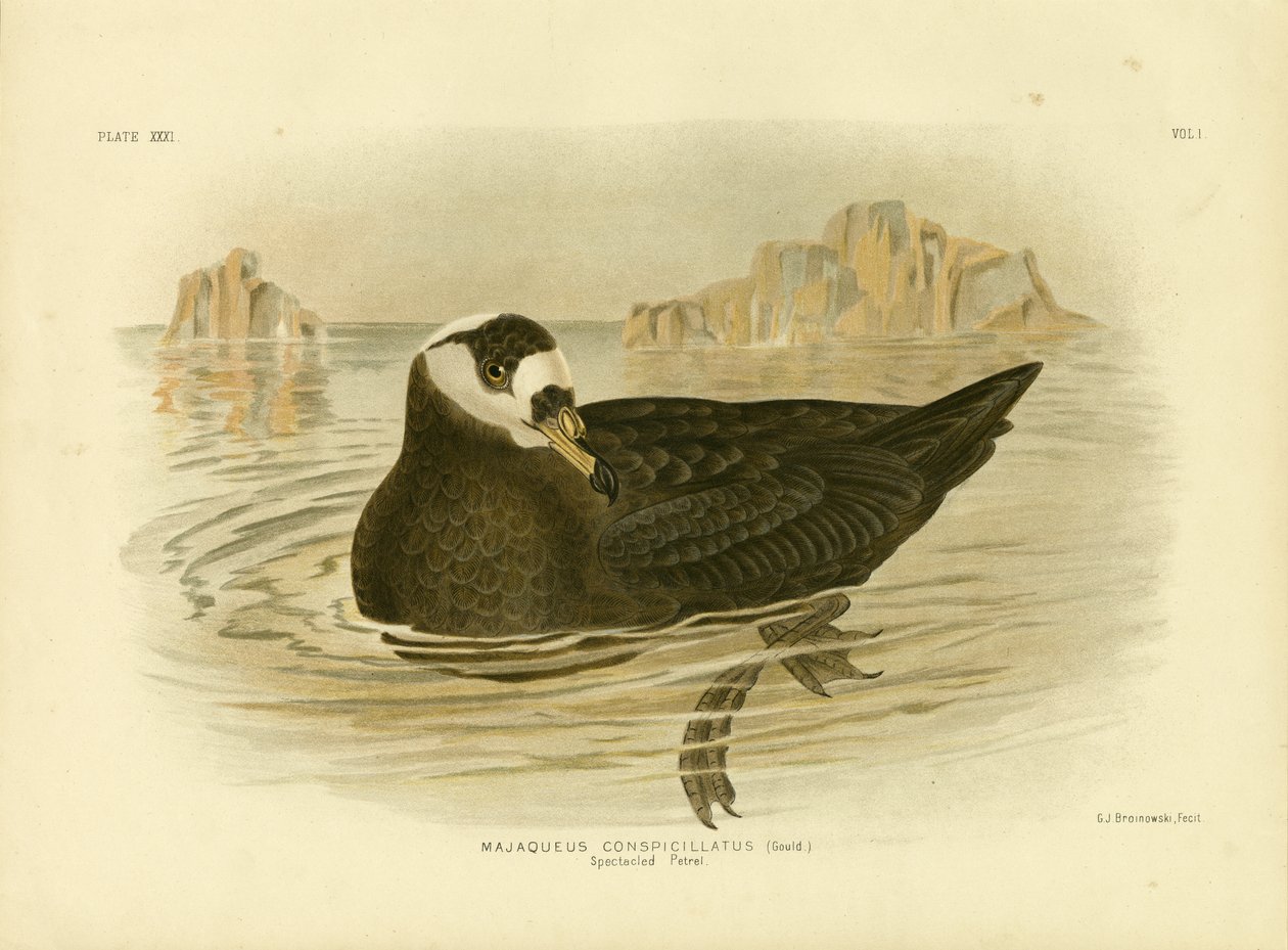 Brillepetrel, 1891 av Gracius Broinowski